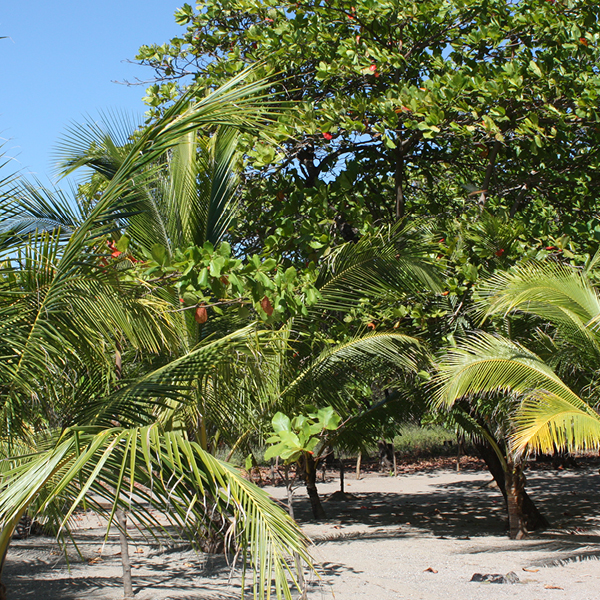 Laya Resort Beachfront Home Site Landscape