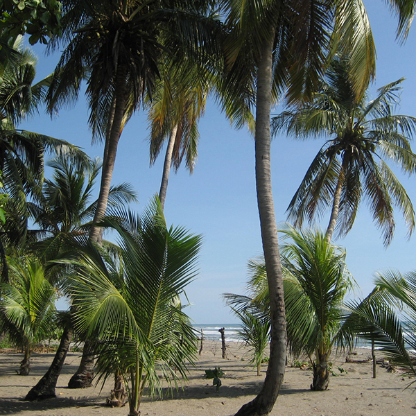 Laya Resort Beachfront Lot Palm Sanctuary