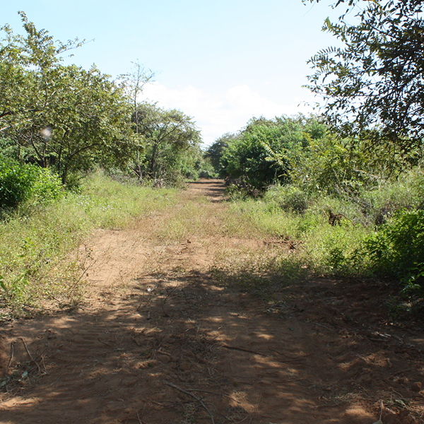 Laya Resort Beachfront Neighborhood Road Site Clearing