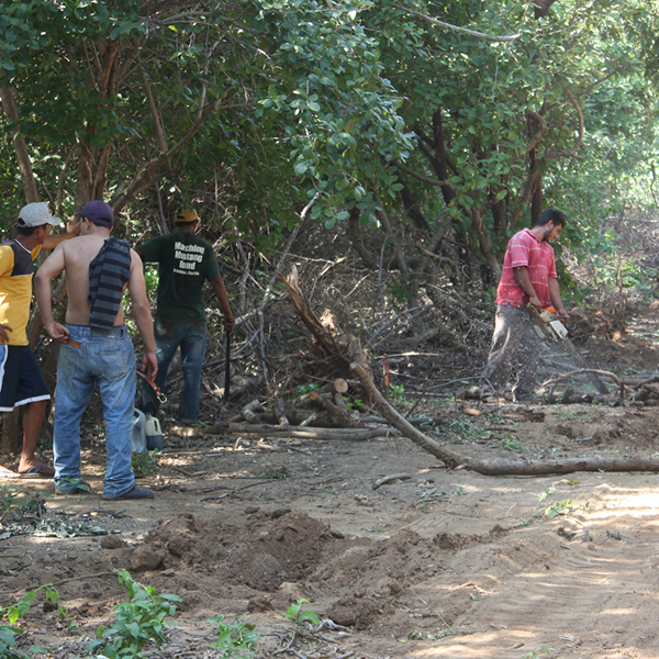 Laya Resort Beachfront Neighborhood Road Tree Removal