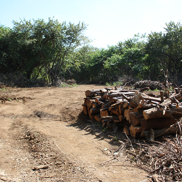 Laya Resort Beachfront Neighborhood Rotunda Site Clearing