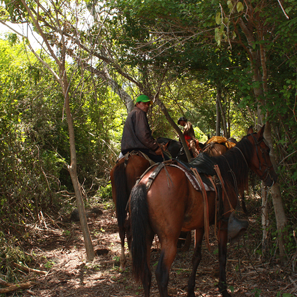 Laya Resort Hoseback Trails