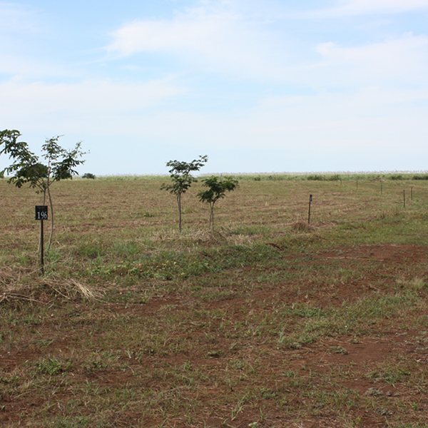 Laya Resort Lot Staking