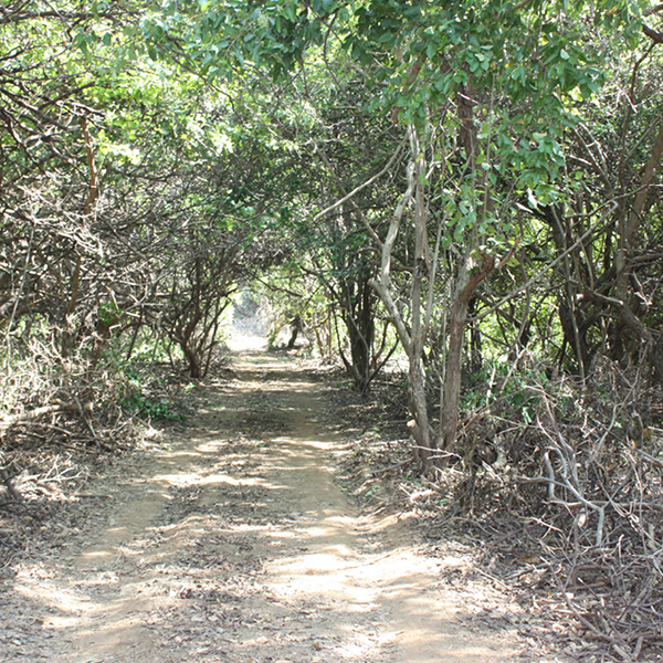 Laya Resort Site Clearing