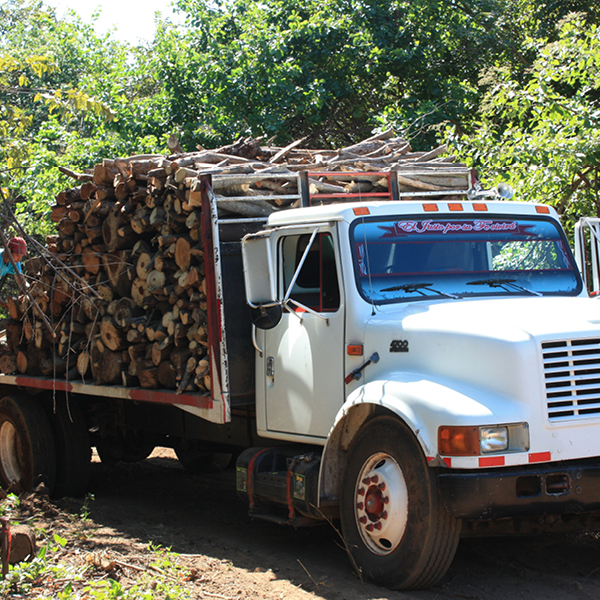 Laya Resort Tree Removal