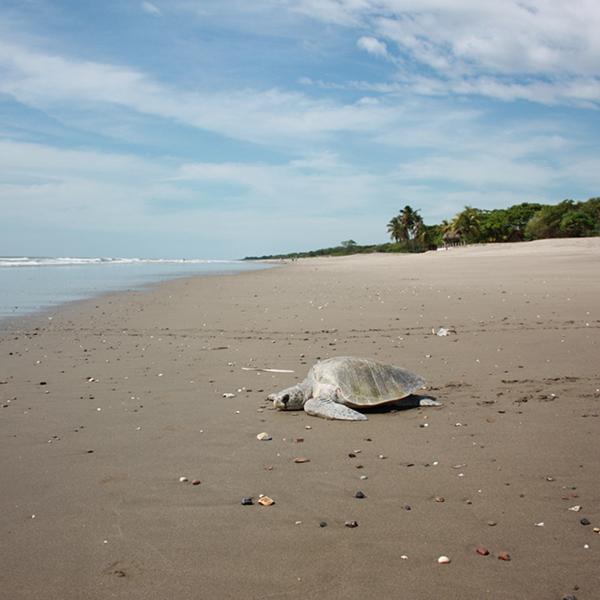 Laya Resort Turtle Habitat