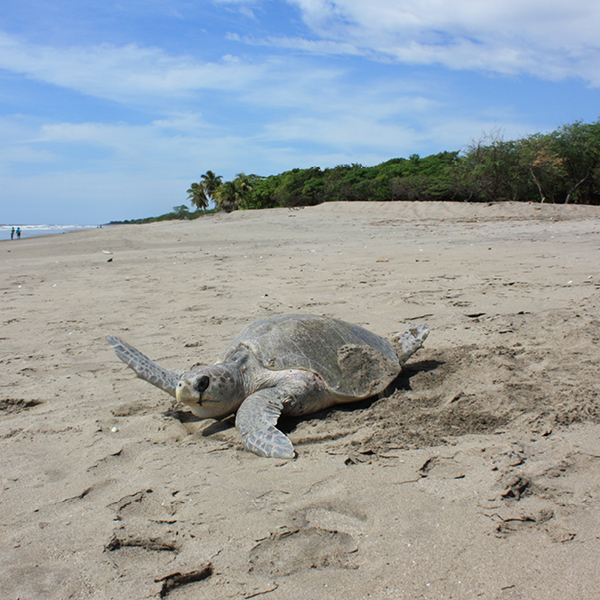 Laya Resort Turtle Laying Grounds